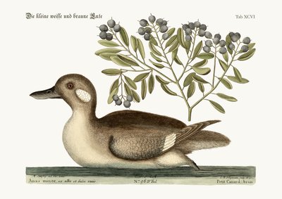 The Little Brown Duck by Mark Catesby